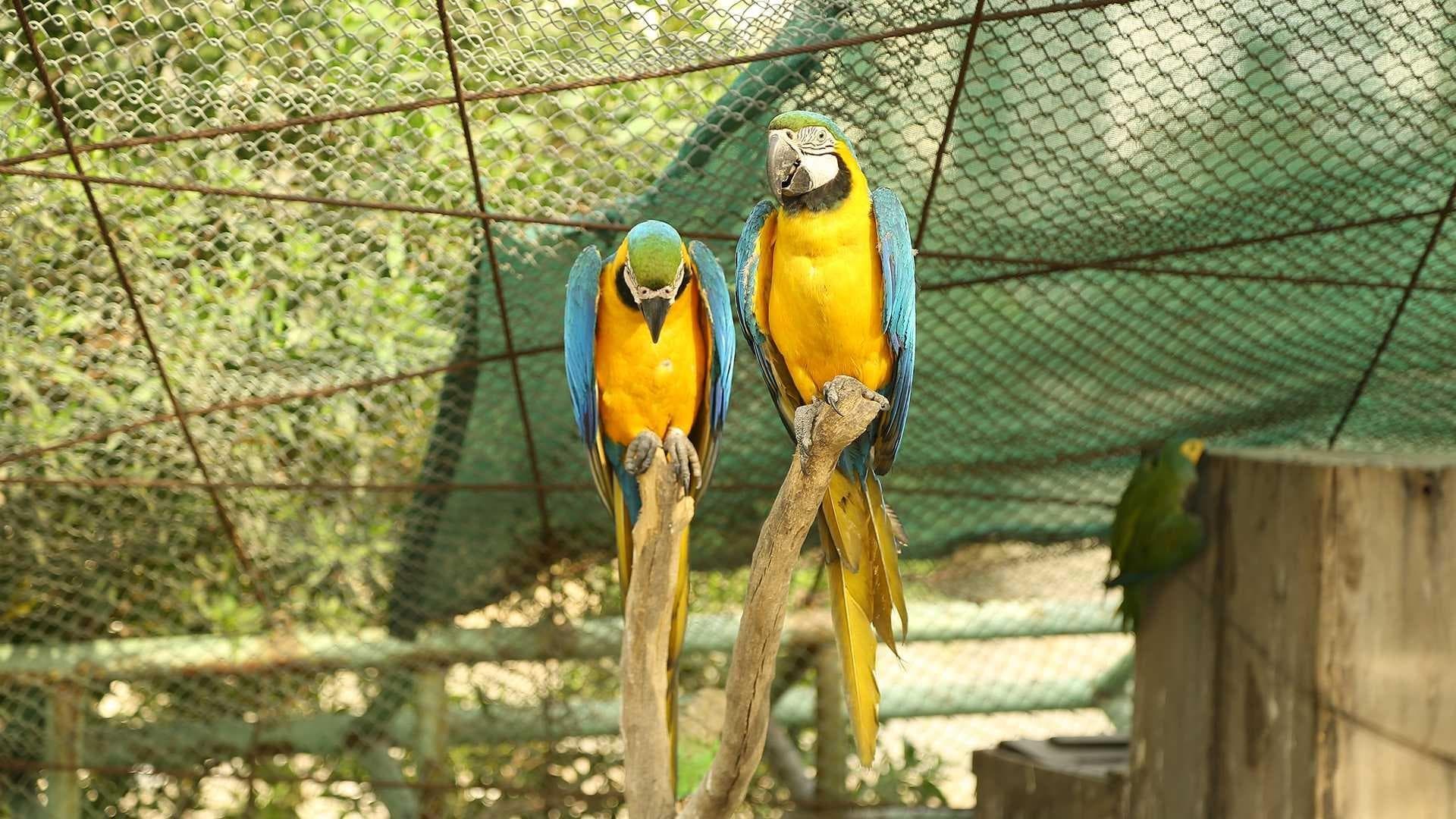 Feathered Fusion: Entdecken Sie die Harmonie von Vögeln und Schönheit im Bird Shop!