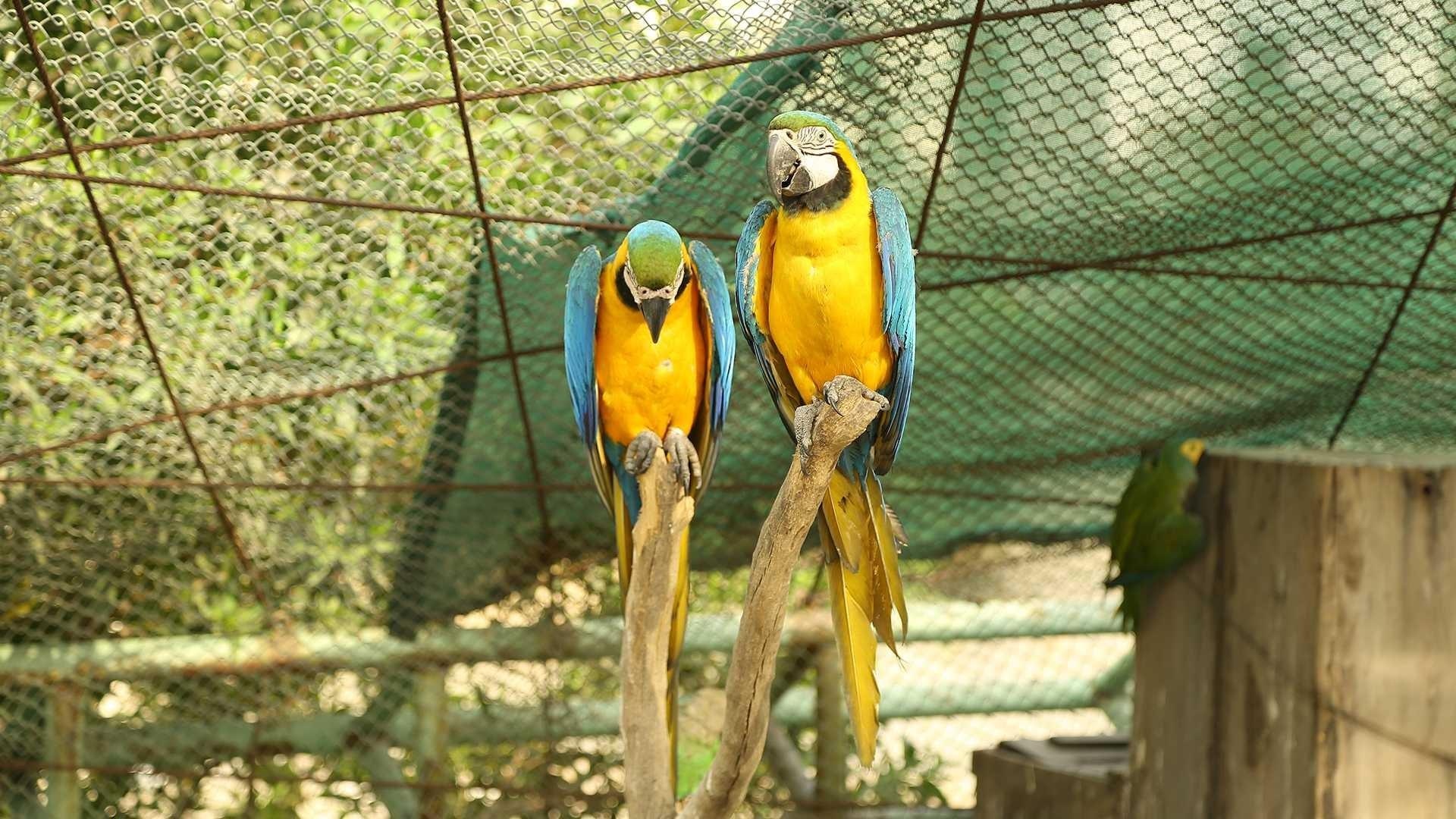 Feathered Fusion: Entdecken Sie die Harmonie von Vögeln und Schönheit im Bird Shop!