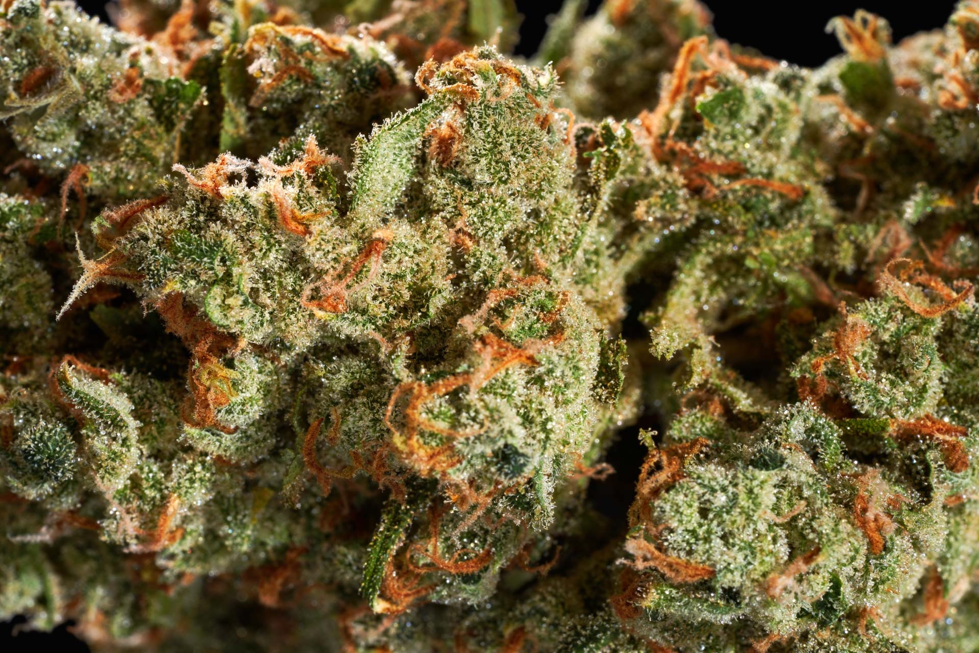 CBD Wirkung Erfahrungen – Welche Effekte berichten Anwender?
