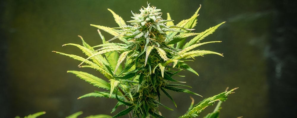 Cannabis Sativa: Wie unterscheiden sich die Seedbanks?