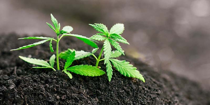 CBD Wirkung Erfahrungen – Welche Effekte berichten Anwender?