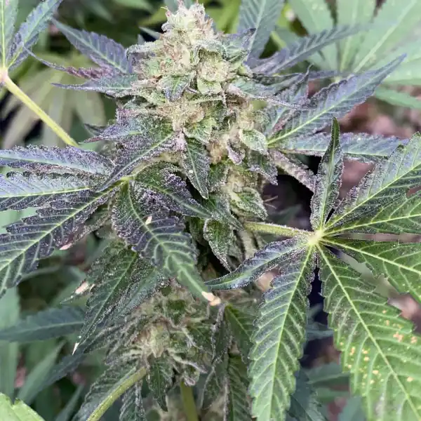 Erfahrungen mit Rhino Cannabis Seeds