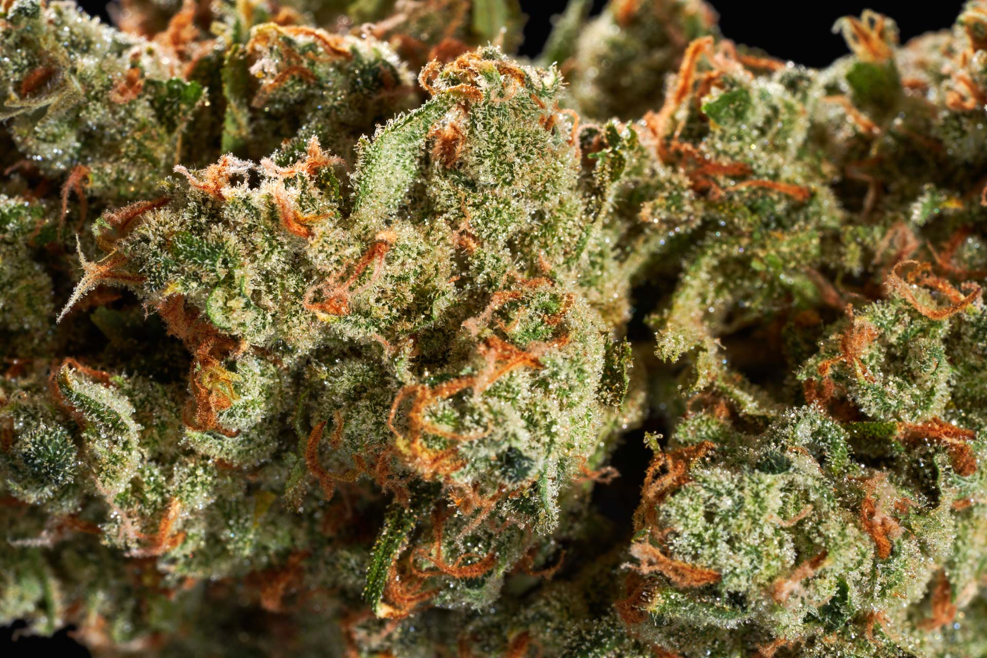 CBD Wirkung Erfahrungen – Welche Effekte berichten Anwender?