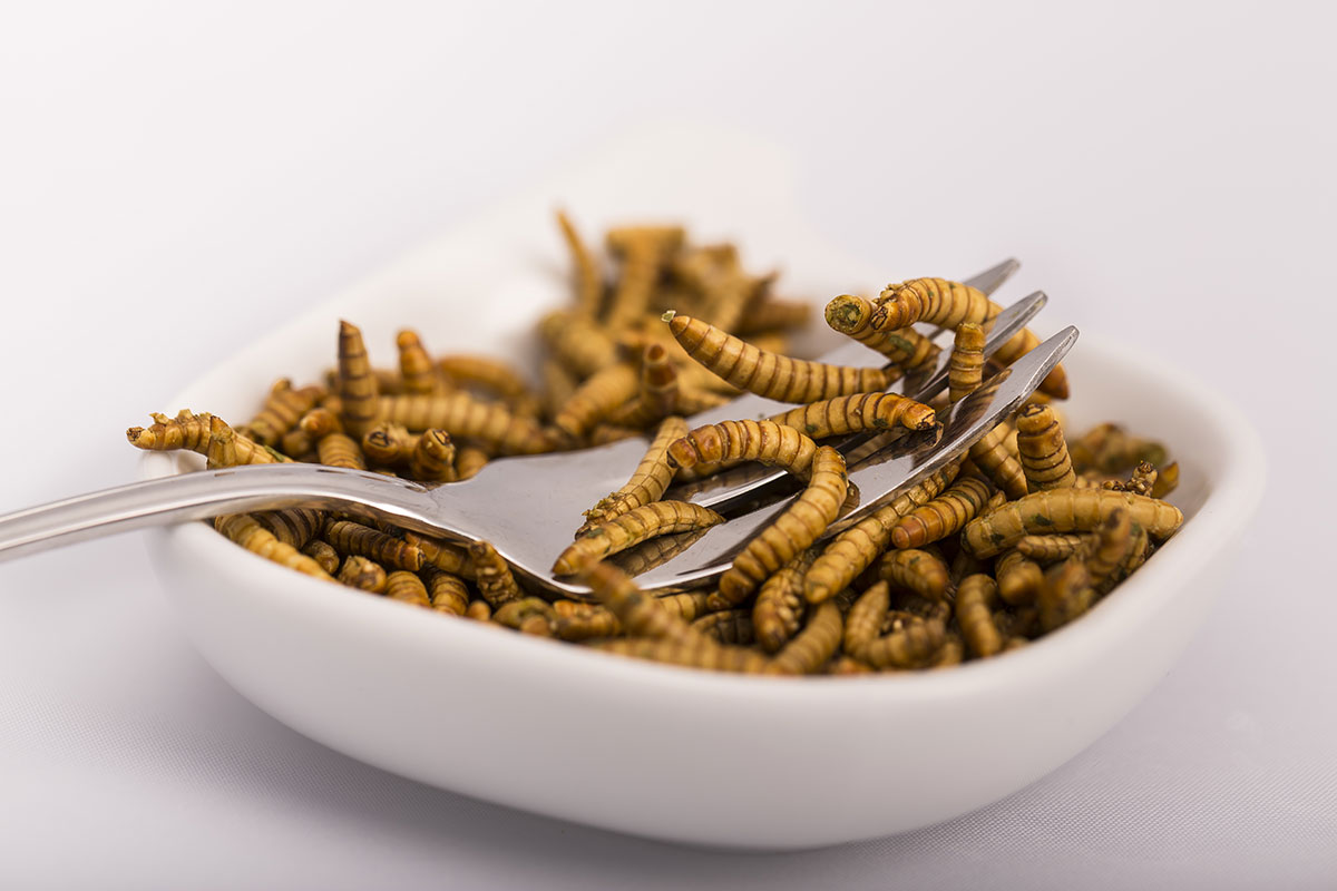 Proteinreicher Crunch: Getrocknete Mehlwürmer als alternative Snackidee
