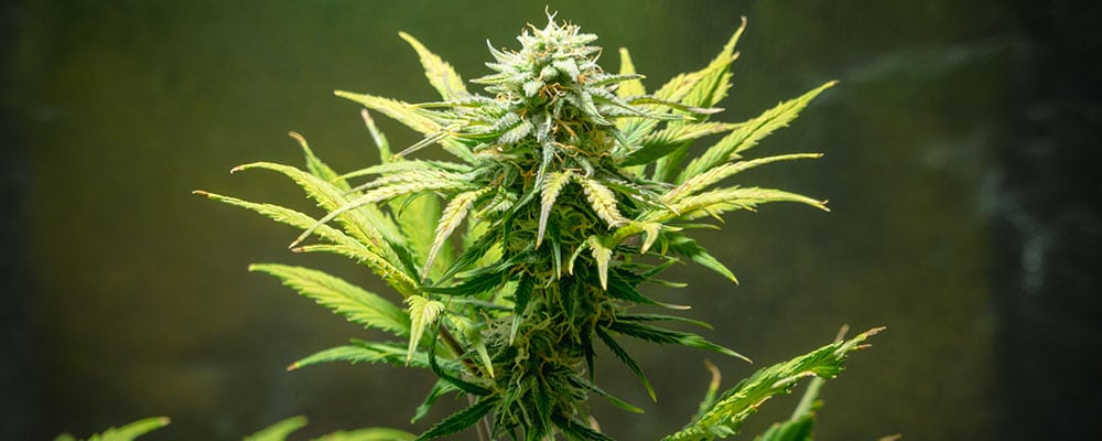 Cannabis Sativa: Wie unterscheiden sich die Seedbanks?