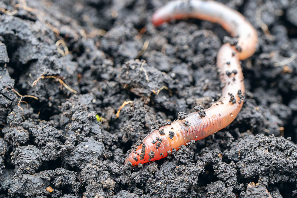 Beleben Sie Ihren Boden: Wo Sie Regenwürmer online kaufen können