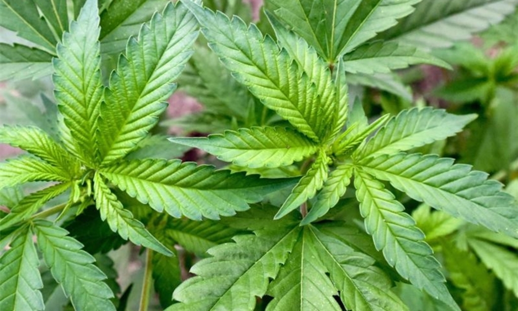 Cannabis Samen für Anfänger: Anbau und Ernte