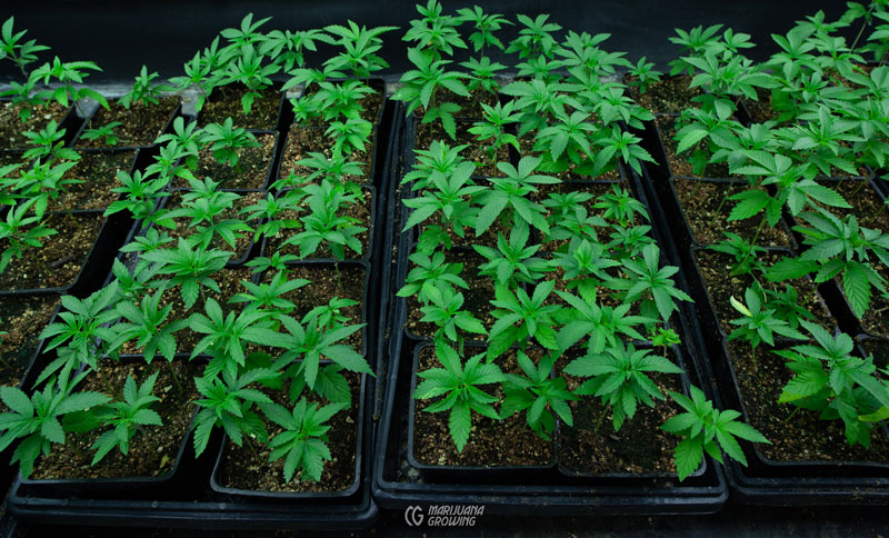 Sicherheitsüberlegungen bei Gratis Cannabis Samen