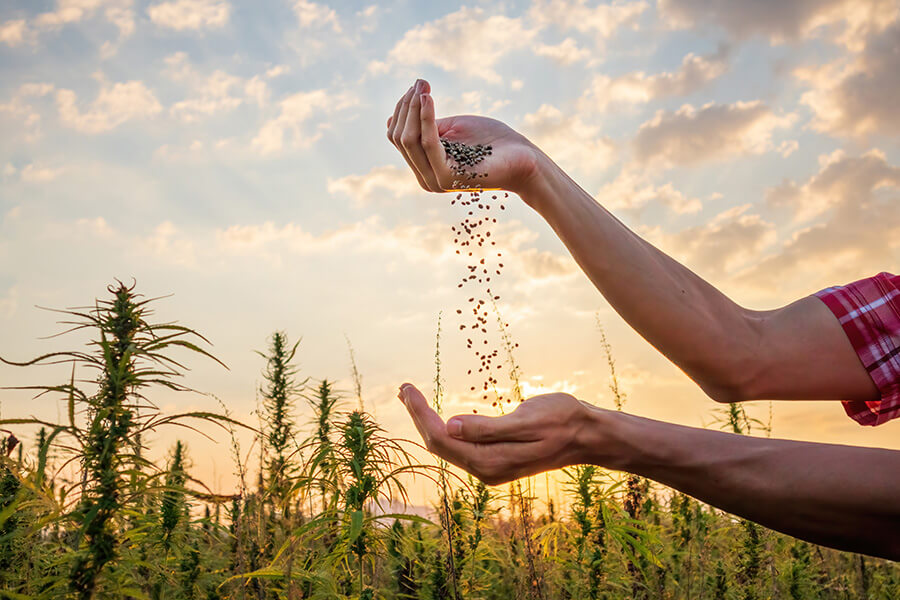 Boden, Licht und Wasser: Wesentliches für das Wachstum von Cannabis Samen