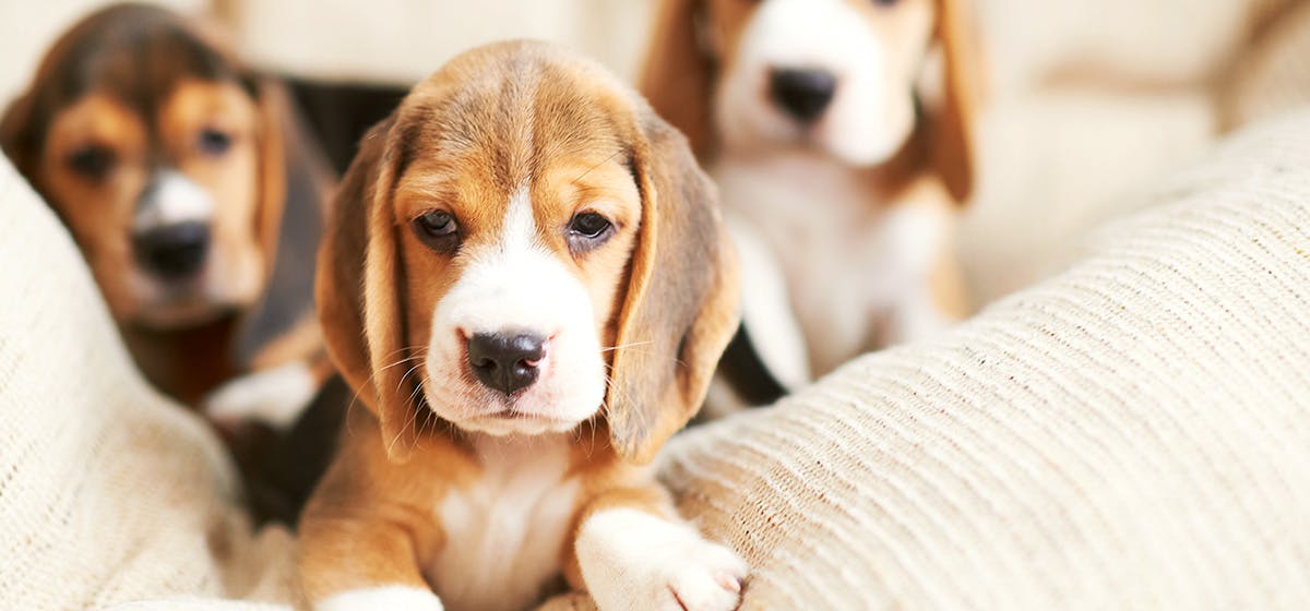 Ferienhaus in Holland mit Hund: Tipps für eine tierfreundliche Auszeit